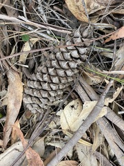 Macrozamia pauli-guilielmi