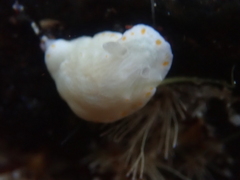 Goniobranchus epicurius