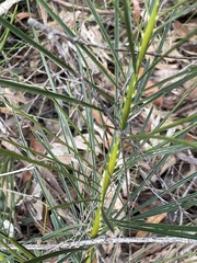 Macrozamia pauli-guilielmi