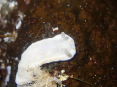 Goniobranchus epicurius