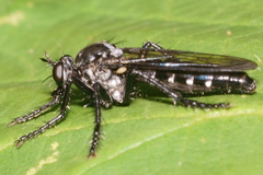 Saropogon