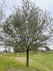 Quercus × comptoniae