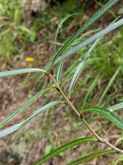 Nestegis cunninghamii