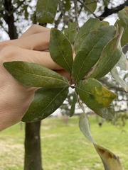 Quercus × comptoniae
