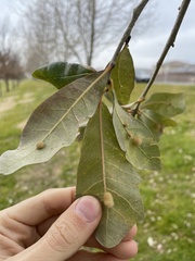 Quercus × comptoniae