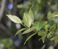 Myrceugenia planipes