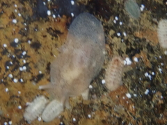 Pleurobranchaea maculata