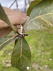 Quercus × comptoniae