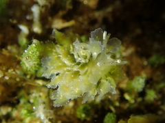 Polybranchia pallens