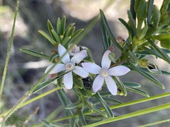 Philotheca queenslandica