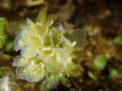 Polybranchia pallens