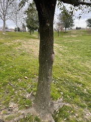 Quercus × comptoniae