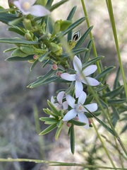 Philotheca queenslandica