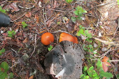 Cryptoporus volvatus