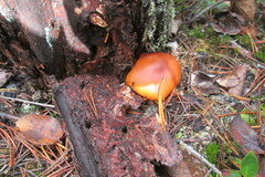 Cryptoporus volvatus