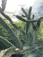 Acanthocereus