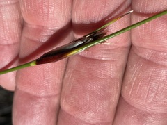 Ptilothrix deusta