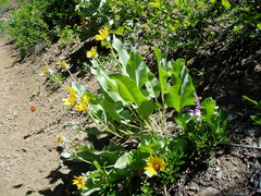 Balsamorhiza