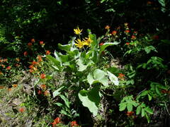 Balsamorhiza