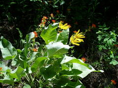 Balsamorhiza