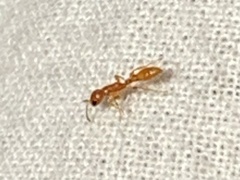 Pseudomyrmex pallidus