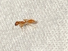 Pseudomyrmex pallidus