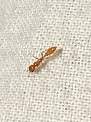 Pseudomyrmex pallidus