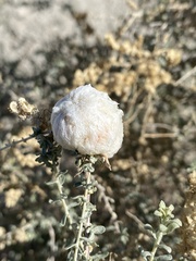 Asphondylia floccosa