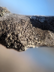 Hyperphyscia syncolla