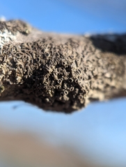 Hyperphyscia syncolla