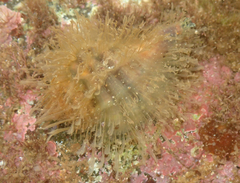 Monoplex parthenopeus