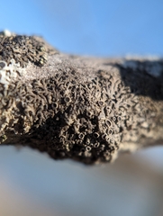 Hyperphyscia syncolla