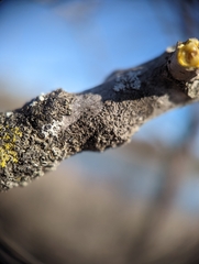 Hyperphyscia syncolla