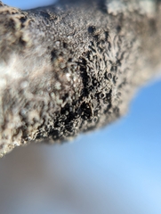 Hyperphyscia syncolla