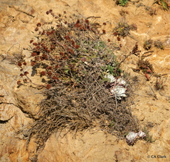 Eriogonum latifolium