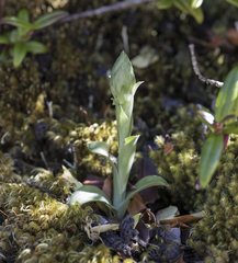 Brachystele unilateralis
