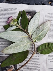 Lagascea heteropappus