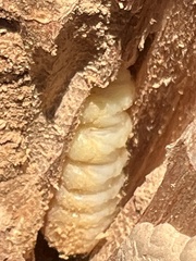 Placosternus difficilis