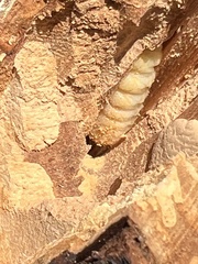 Placosternus difficilis