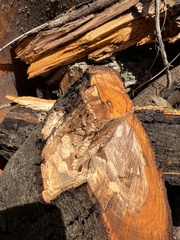 Placosternus difficilis