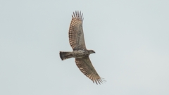 Nisaetus cirrhatus limnaeetus