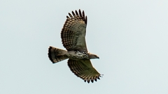 Nisaetus cirrhatus limnaeetus
