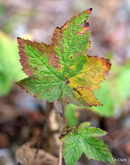 Rubus parviflorus