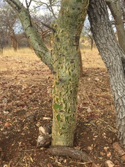 Commiphora