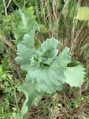 Papaver somniferum