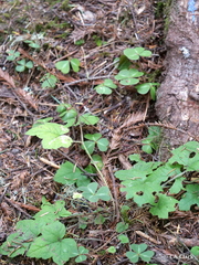 Tiarella trifoliata