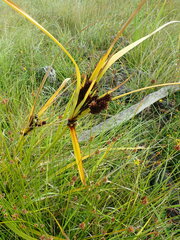 Cyperus ustulatus