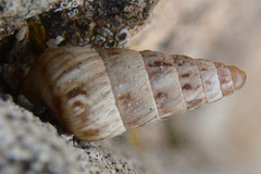 Cochlicella
