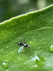Parapalaeosepsis plebeia