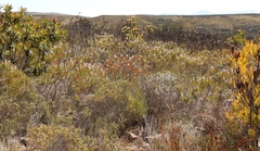 Leucospermum pluridens